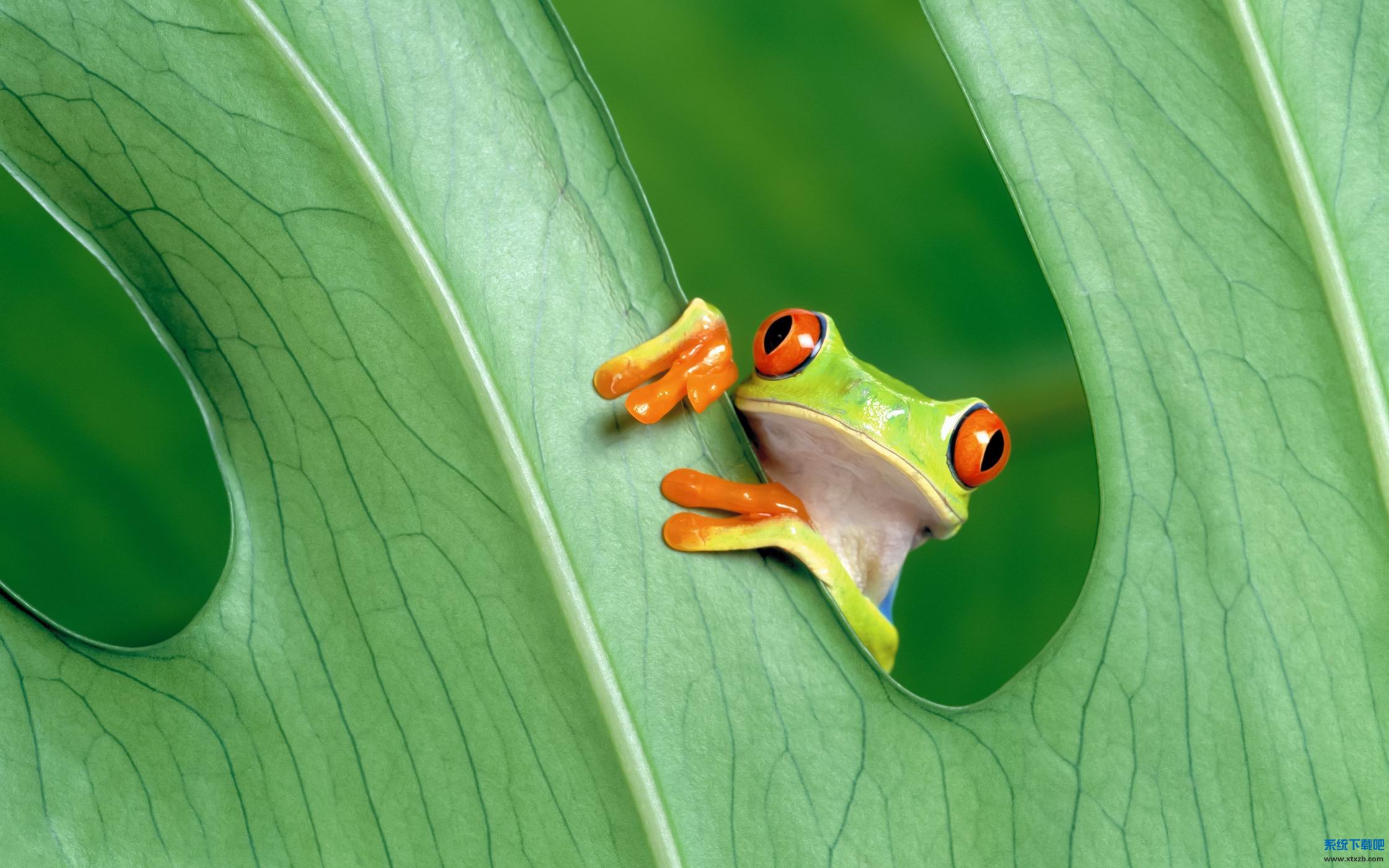 调整大小 Frog.jpg